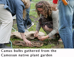 Gathering camas bulbs from the Camosun native plant garden.