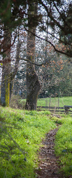 Path on the Camosun grounds